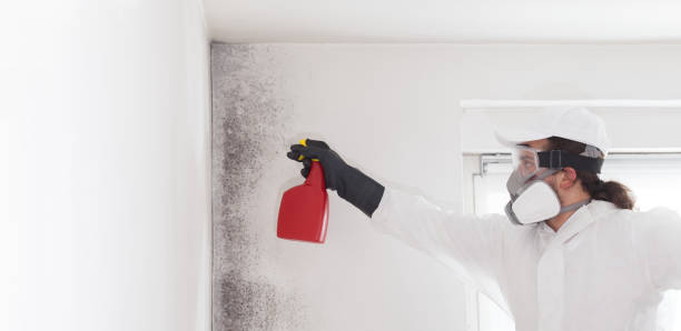 Trusted Chelsea, AL Mold Removal Experts